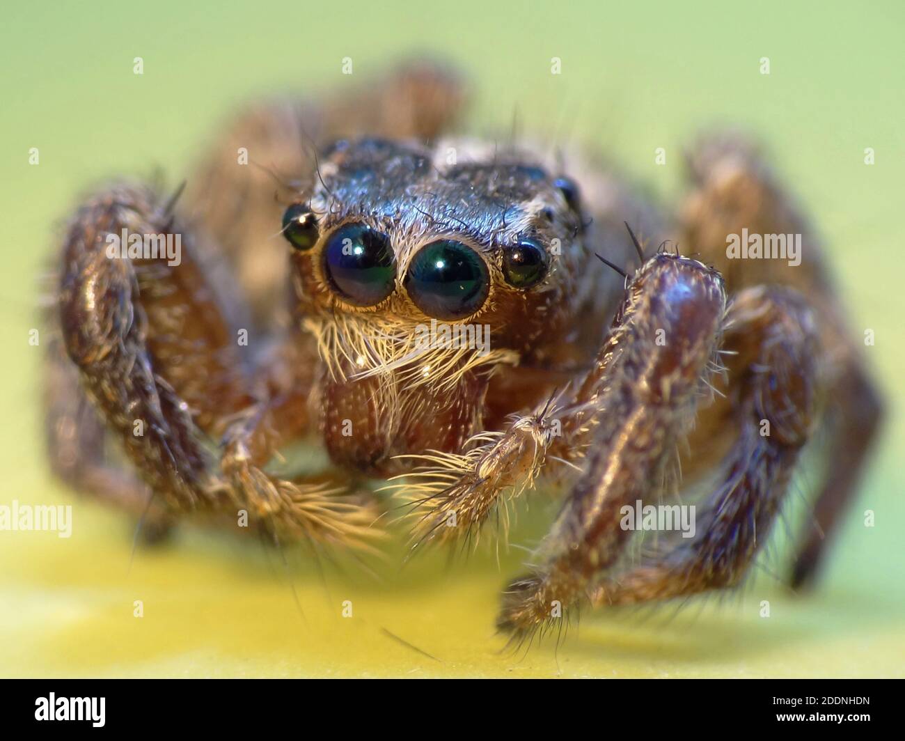 Spiders are air-breathing arthropods that have eight legs, fangs