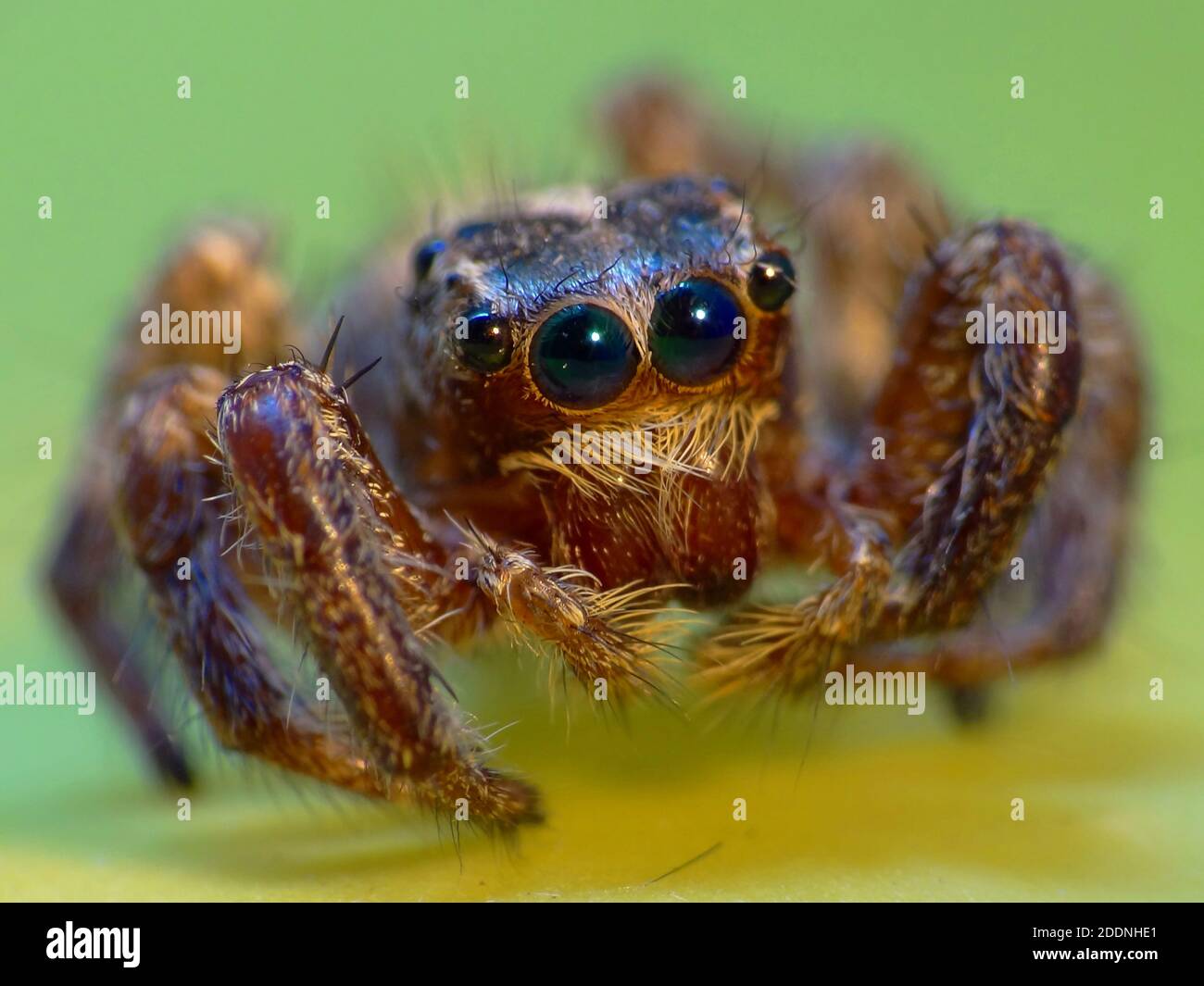 Spiders are airbreathing arthropods that have eight legs, fangs