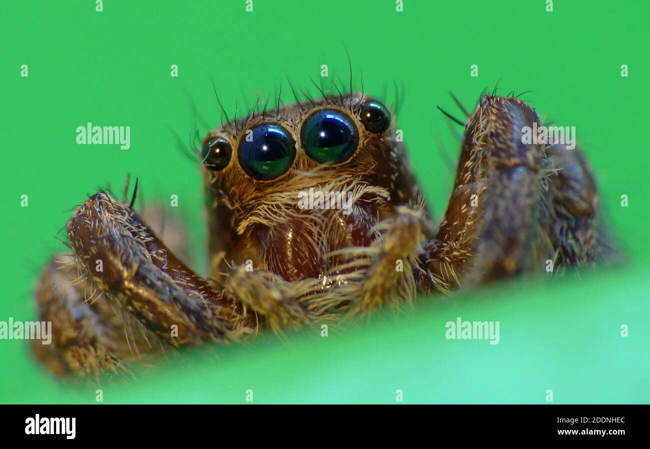 Spiders are air-breathing arthropods that have eight legs, fangs