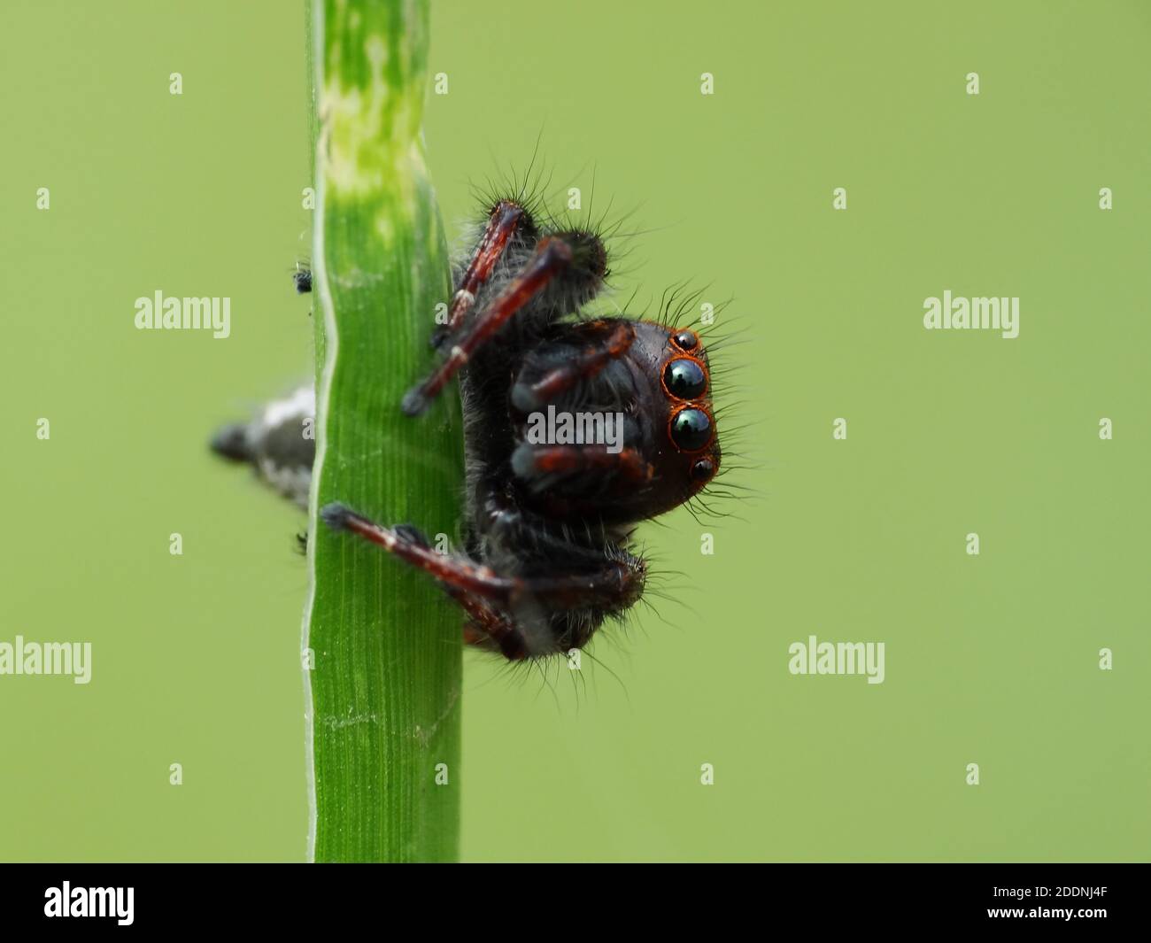 Spiders are airbreathing arthropods that have eight legs, fangs