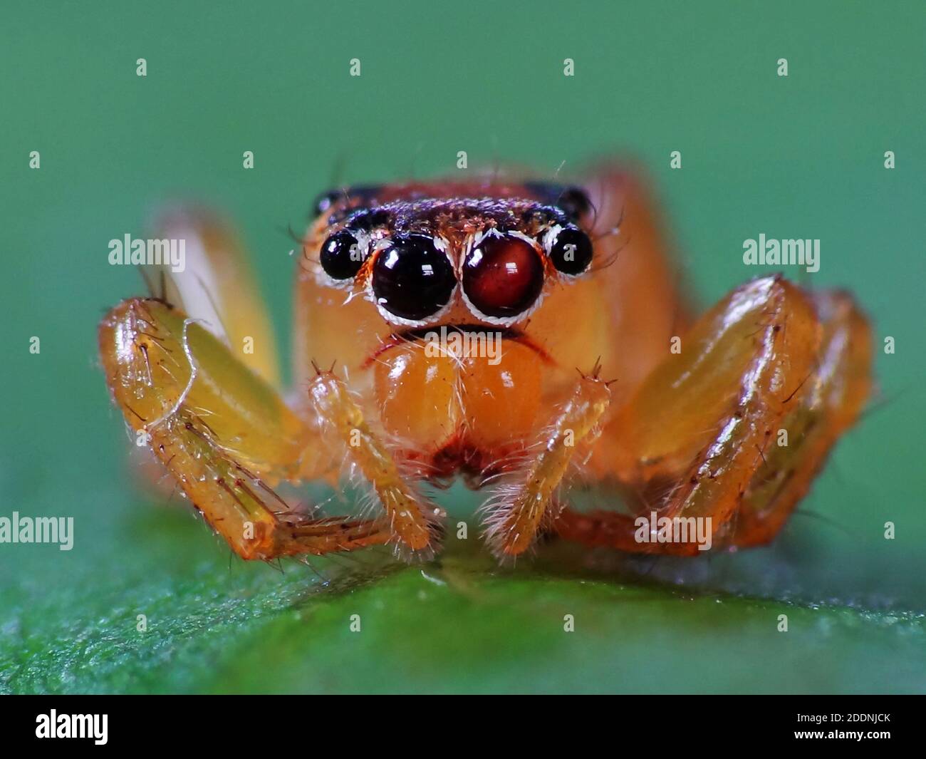 Spiders are airbreathing arthropods that have eight legs, fangs