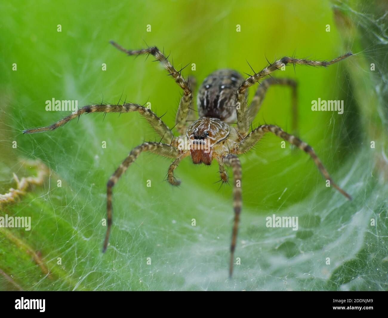 Spiders are airbreathing arthropods that have eight legs, fangs