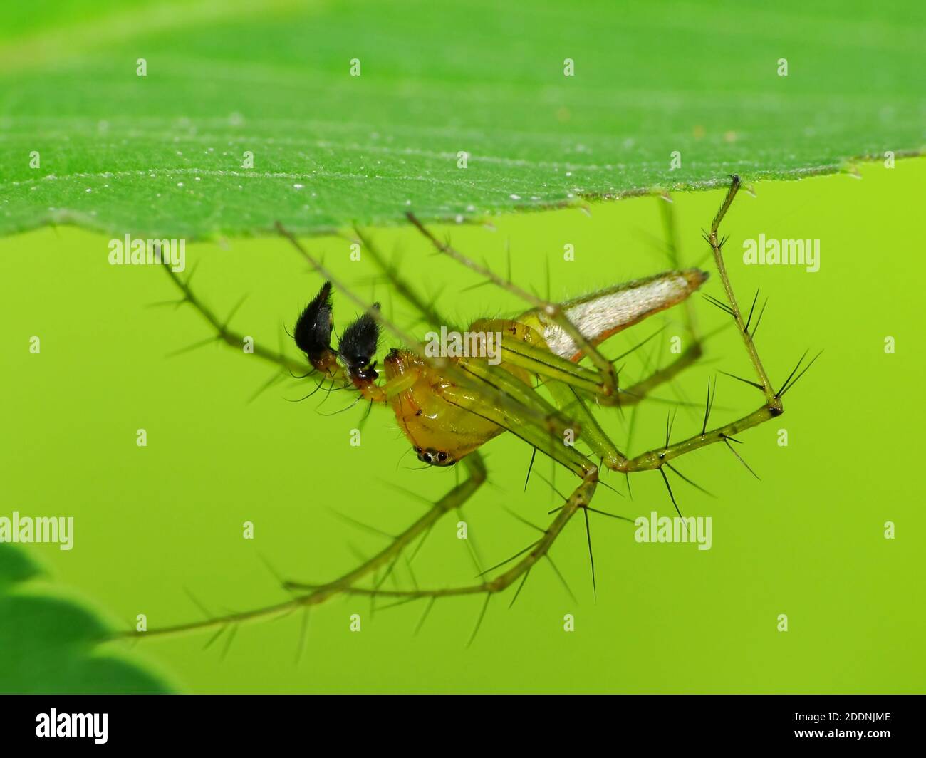 Spiders are airbreathing arthropods that have eight legs, fangs