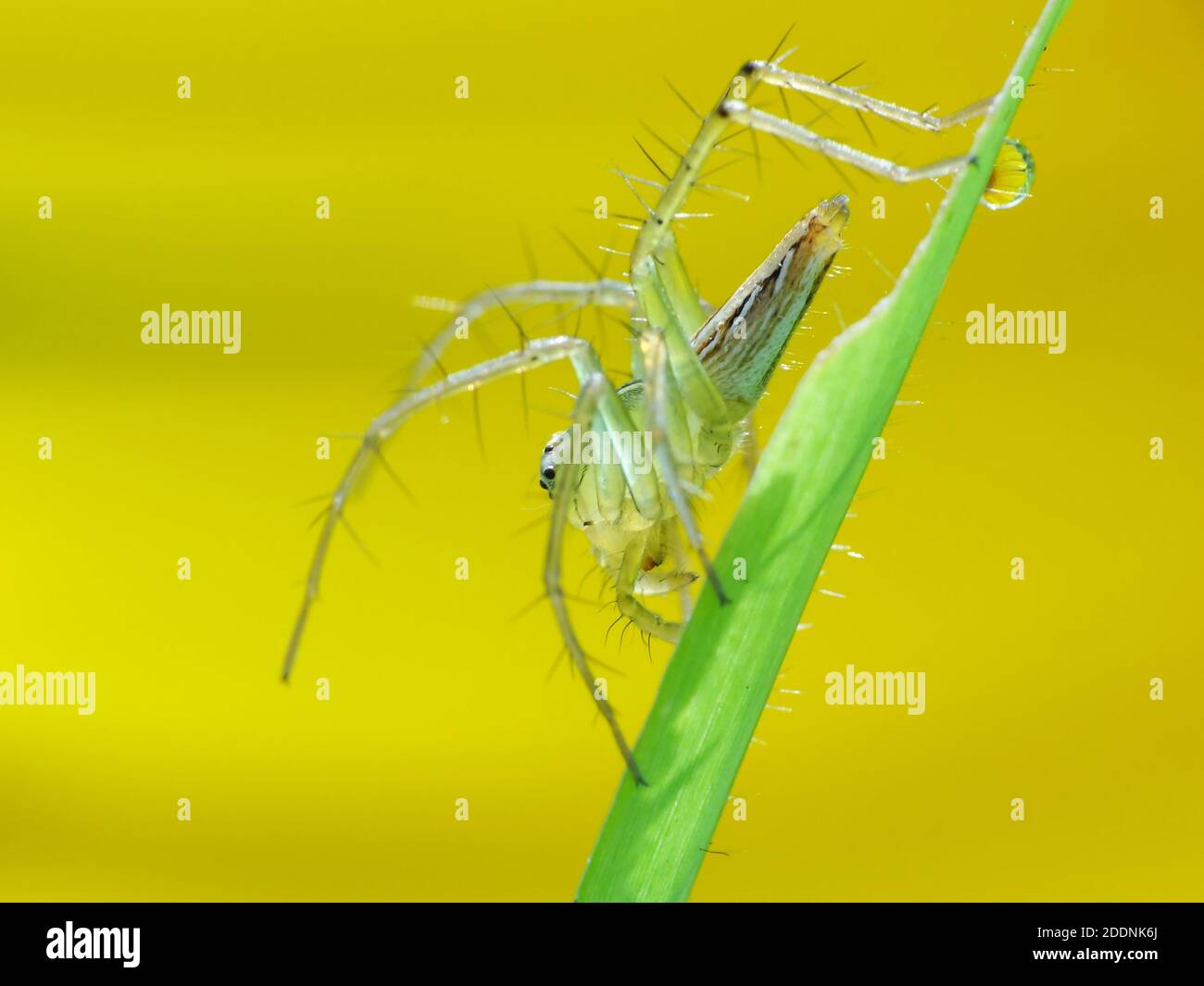 Spiders are airbreathing arthropods that have eight legs, fangs