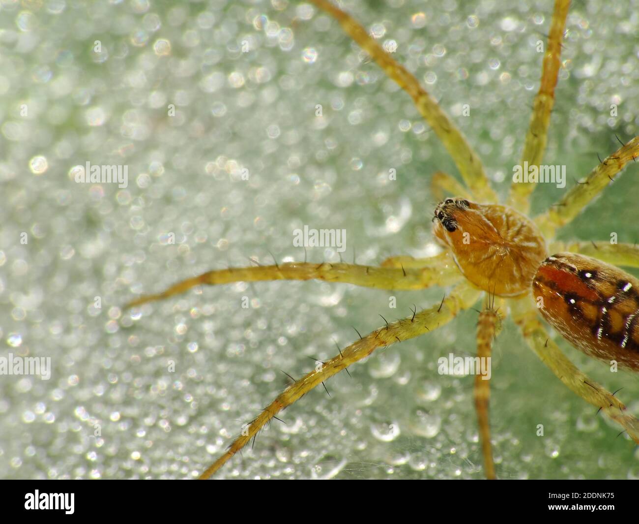 Spiders are air-breathing arthropods that have eight legs, fangs
