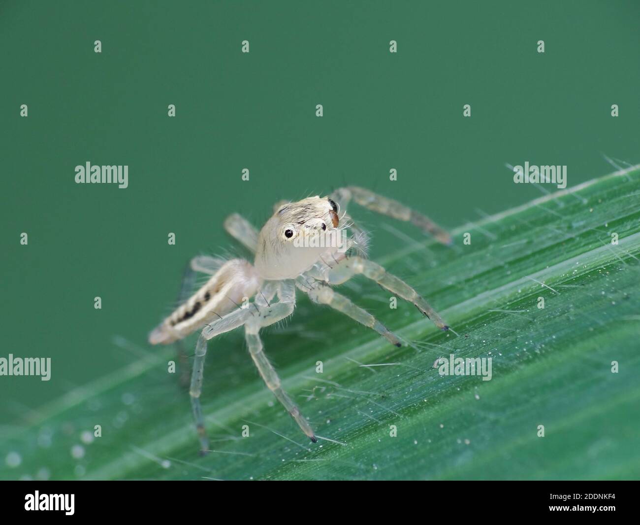 Spiders are airbreathing arthropods that have eight legs, fangs