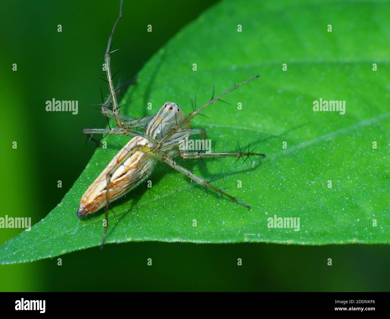 Spiders are airbreathing arthropods that have eight legs, fangs