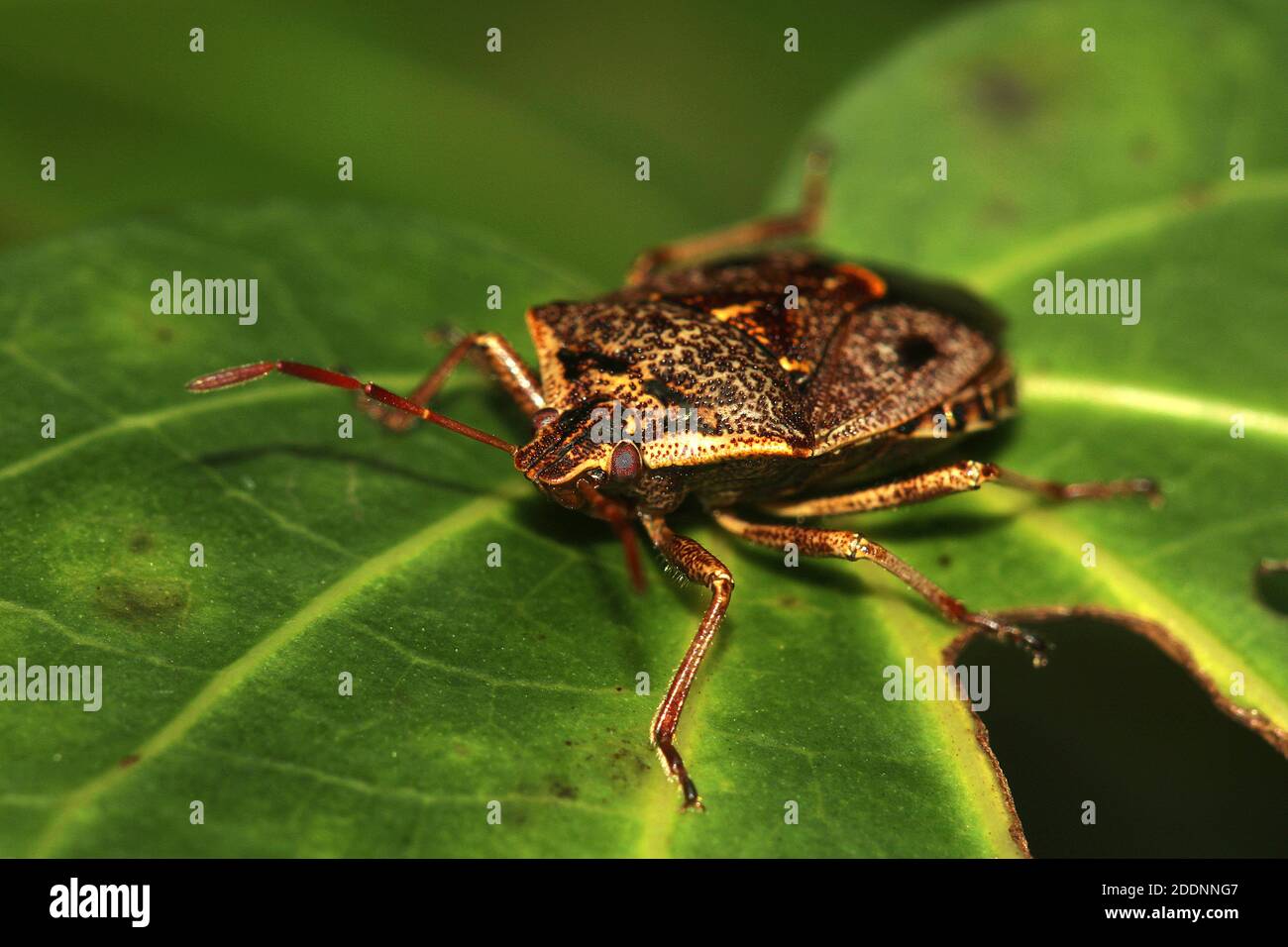 Brown soldier bug (Cermatulus nasalis Stock Photo Alamy