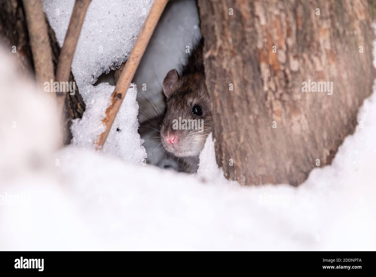 The Rat Looks Out Of Its Burrow The Brown Rat Lat Rattus Norvegicus Also Known As The Common Street Norway Or Norwegian Rat Stock Photo Alamy