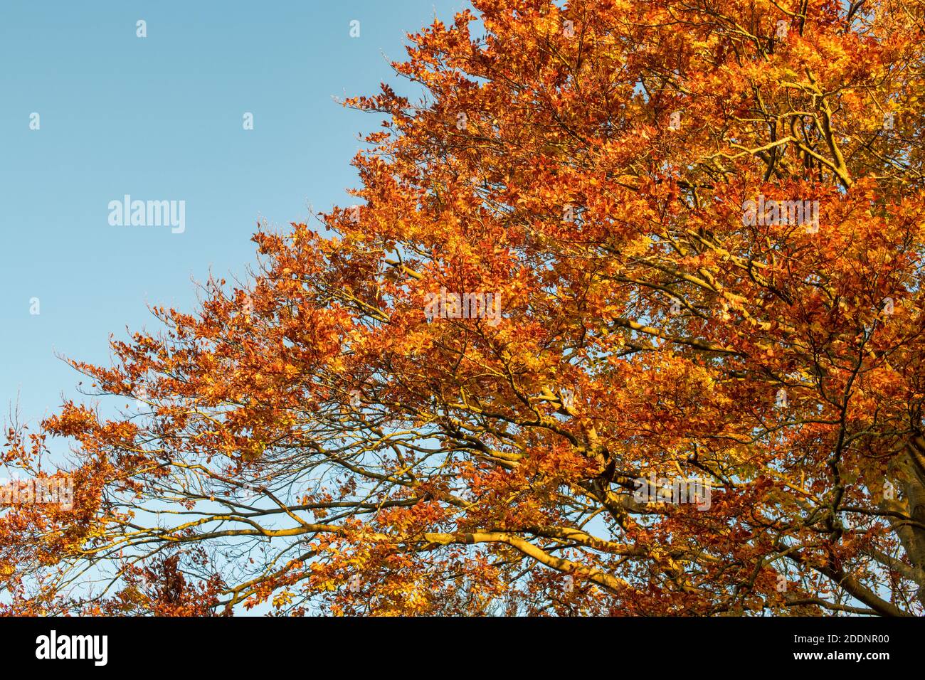 Fagus sylvatica. Morning sunrise light on an autumn Beech tree in the Oxfordshire countryside, England Stock Photo