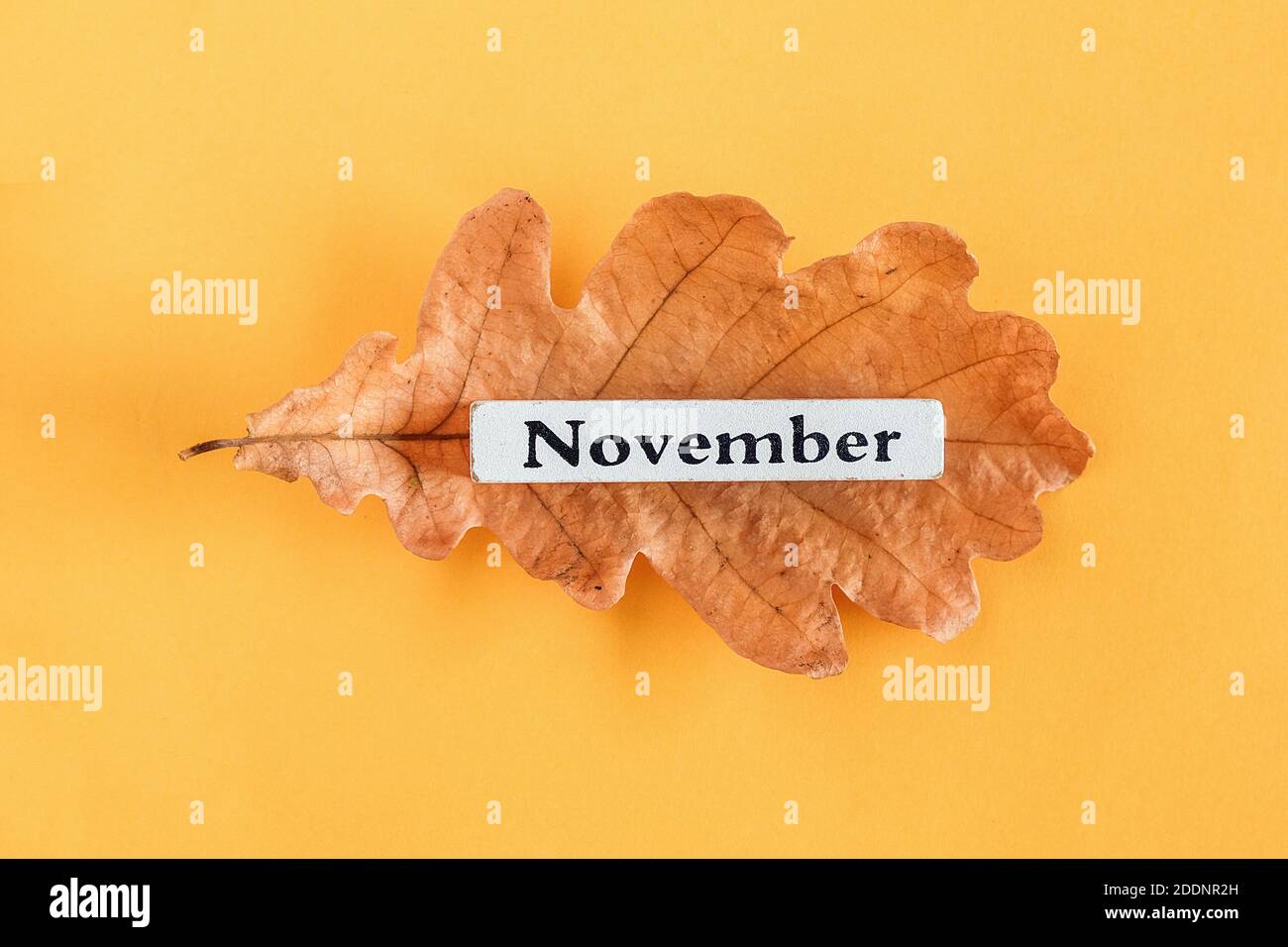 Calendar month November on autumn oak leaf on yellow background. Top view Copy space Flat lay Minimal style. Concept Hello November Template for your Stock Photo