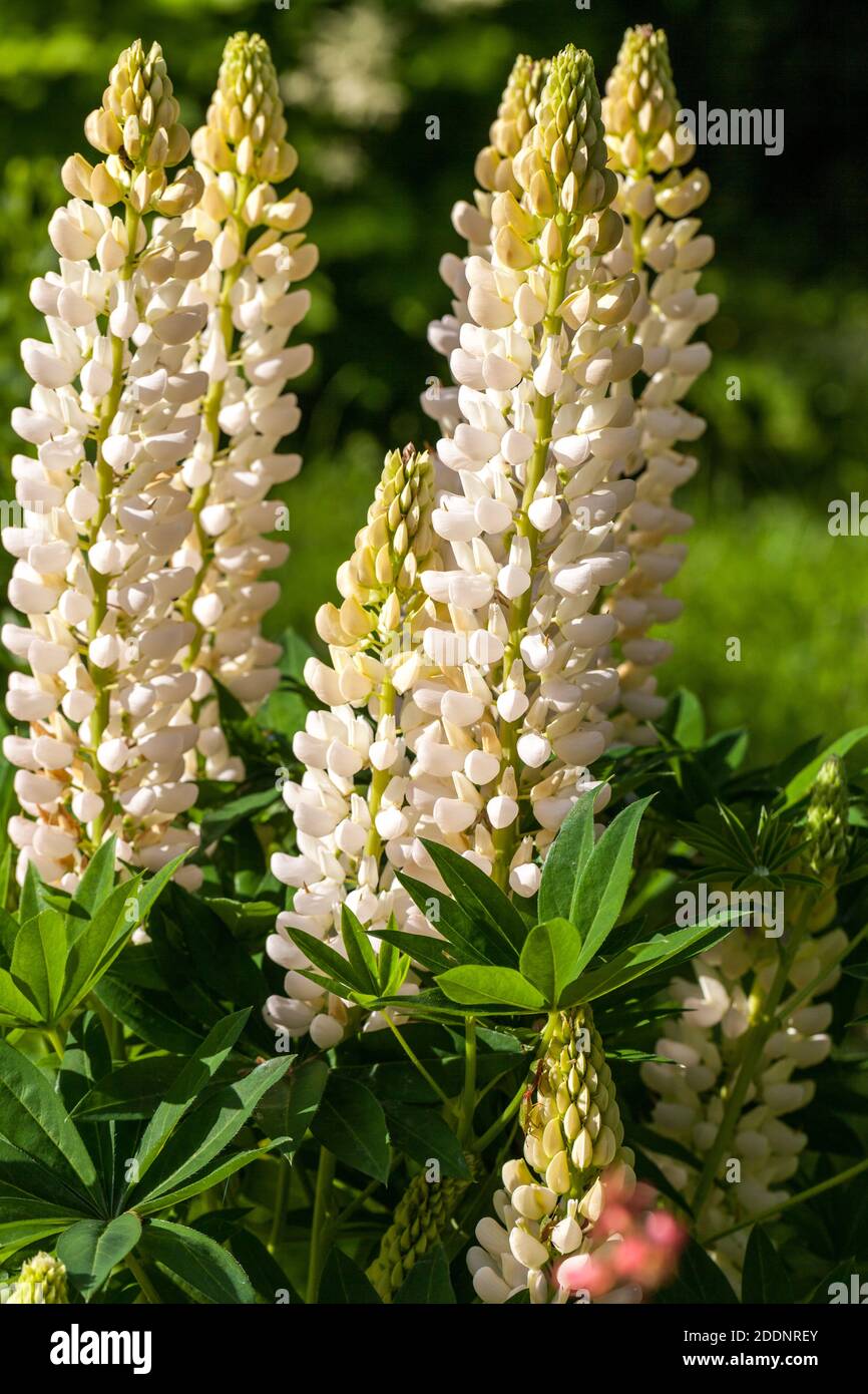 'Noble Maiden' Garden Lupin, Blomsterlupin (Lupinus polyphyllus) Stock Photo