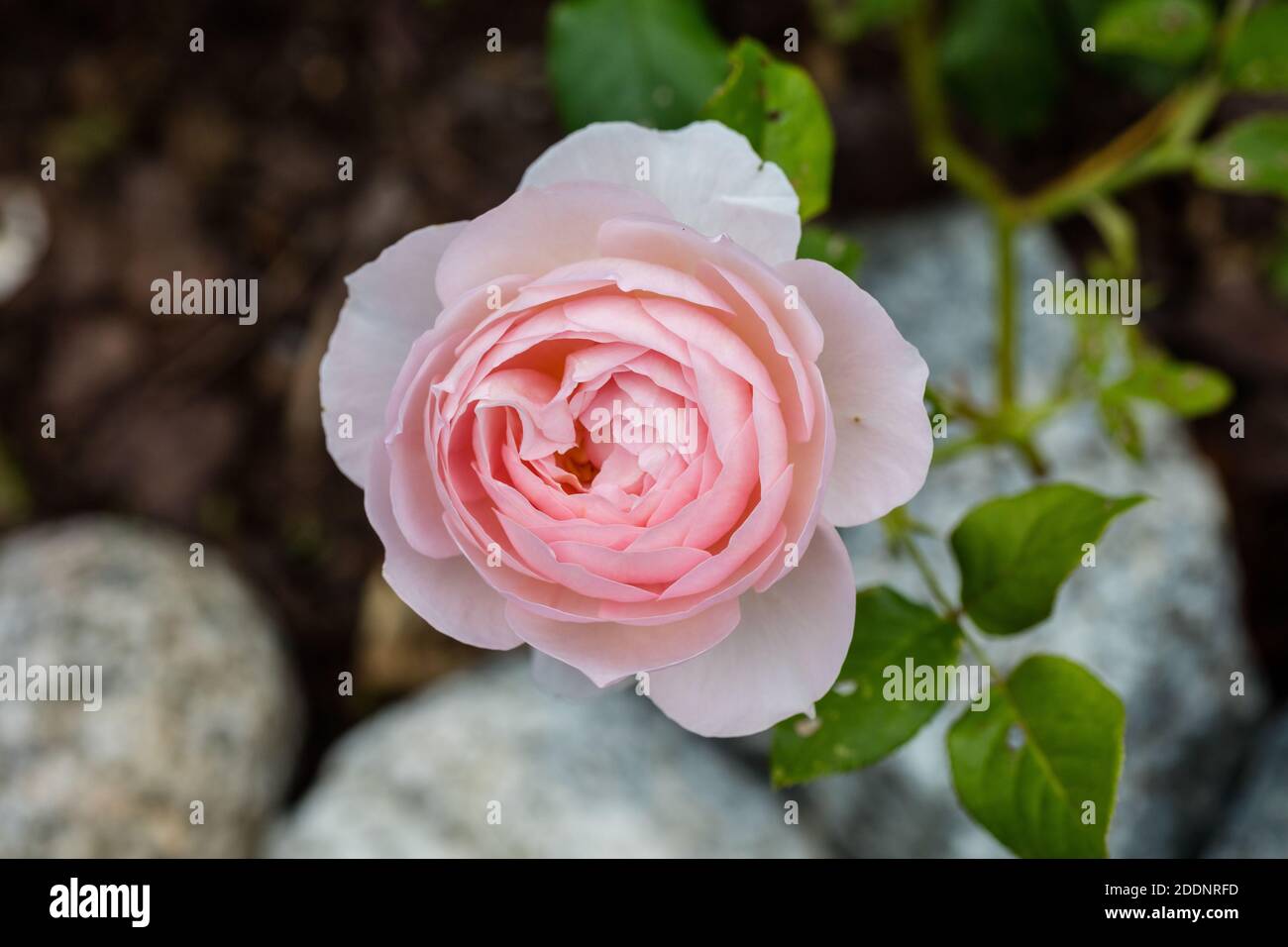 'Heritage, Ausblush' English Rose, Engelsk ros (Rosa) Stock Photo