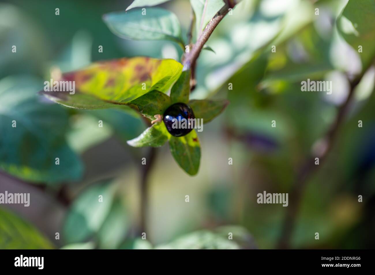 Deadly nightshade, Belladonna (Atropa belladonna) Stock Photo