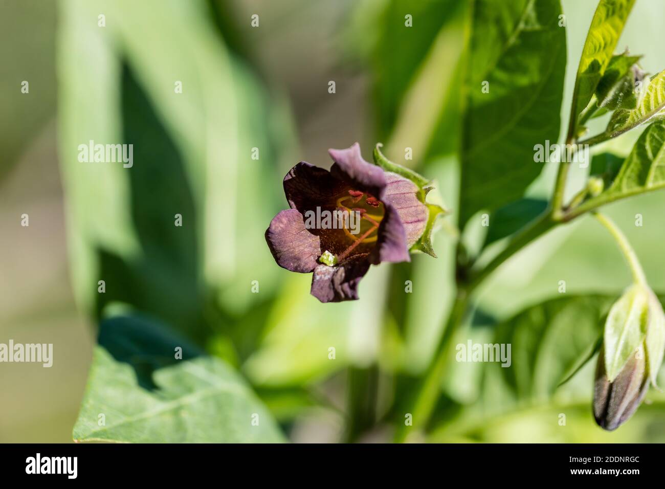 Deadly nightshade, Belladonna (Atropa belladonna) Stock Photo