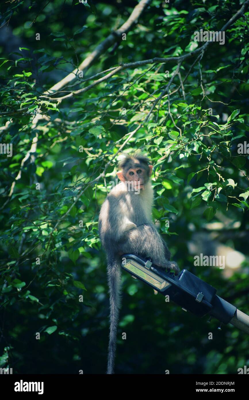 Monkey wallpaper hi-res stock photography and images - Alamy