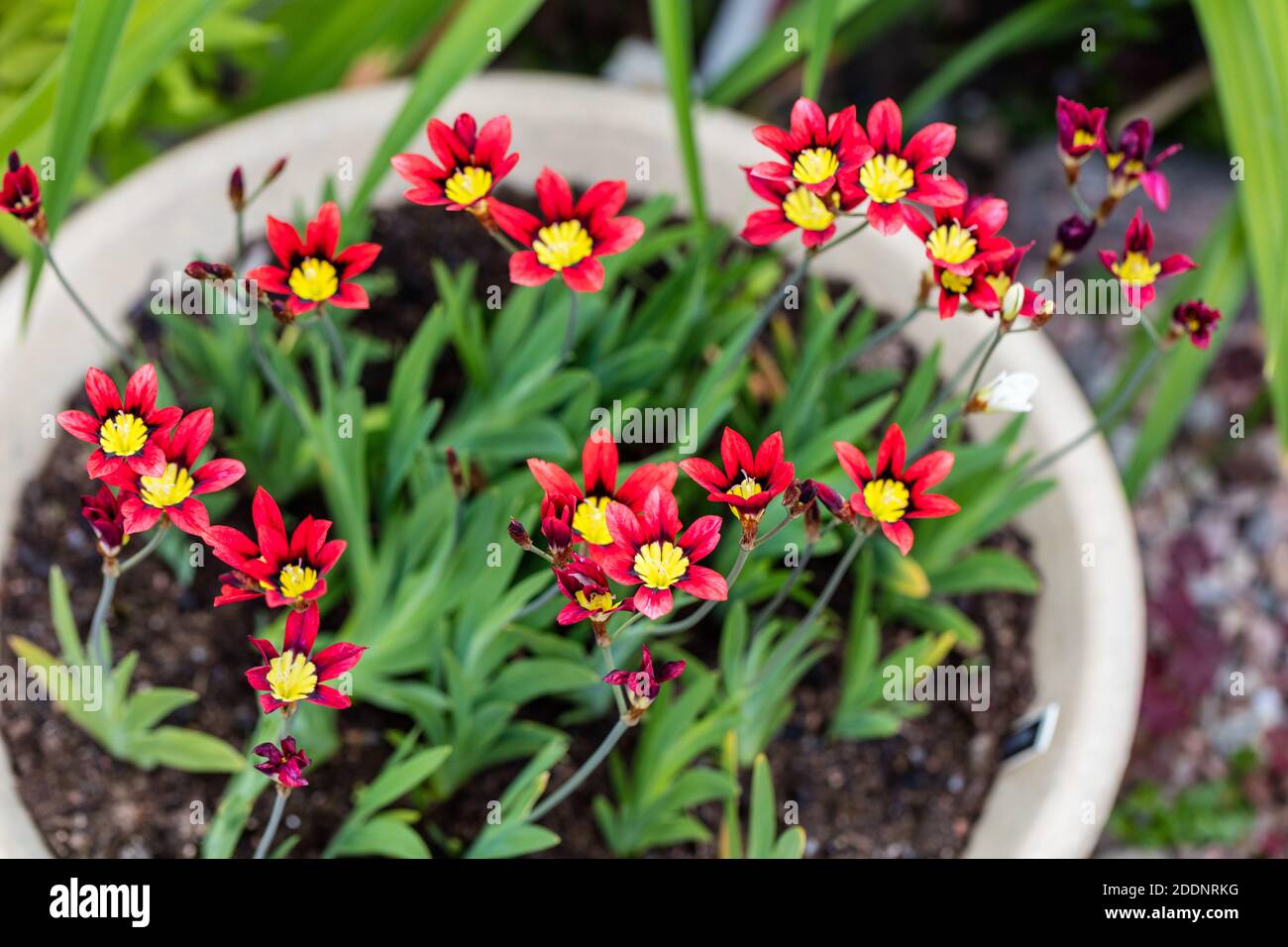 Wandflower, Harlekinblomster (Sparaxis tricolor) Stock Photo