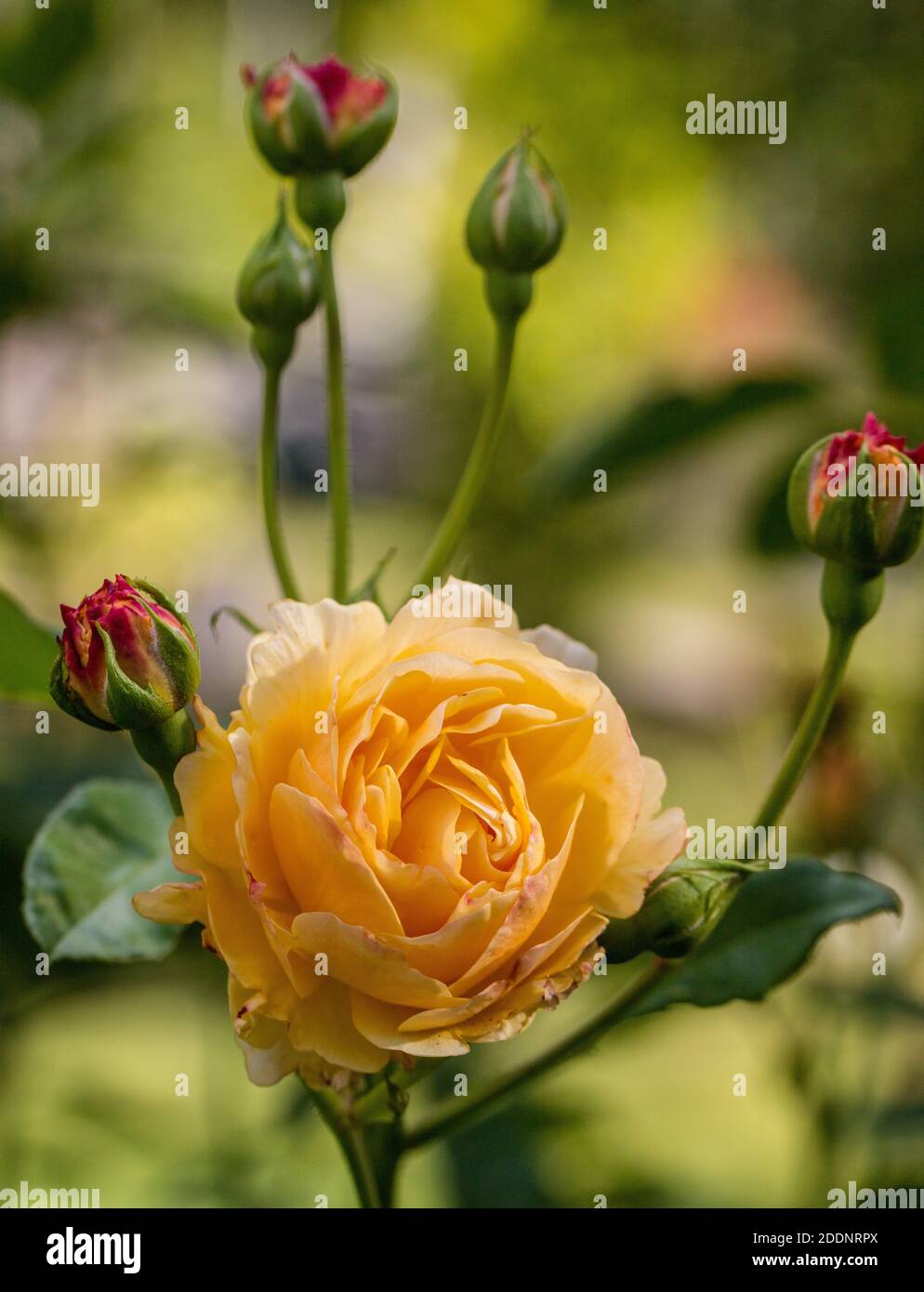 'Graham Thomas, Lemon Parody, Ausmas' English Rose, Engelsk ros (Rosa) Stock Photo