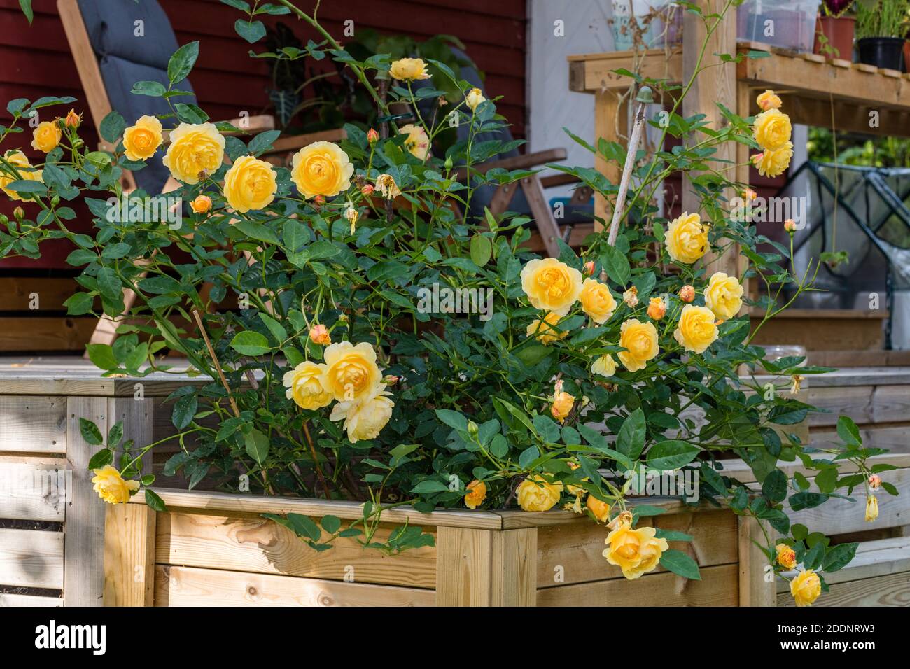 'Graham Thomas, Lemon Parody, Ausmas' English Rose, Engelsk ros (Rosa) Stock Photo