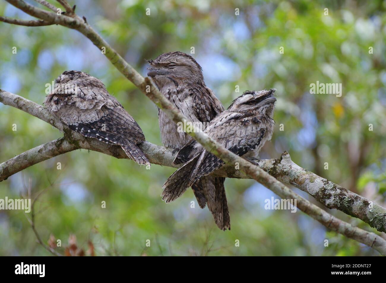 Tawny Frogmouth (Podargus strigoides) perched in lilypilly tree Stock Photo