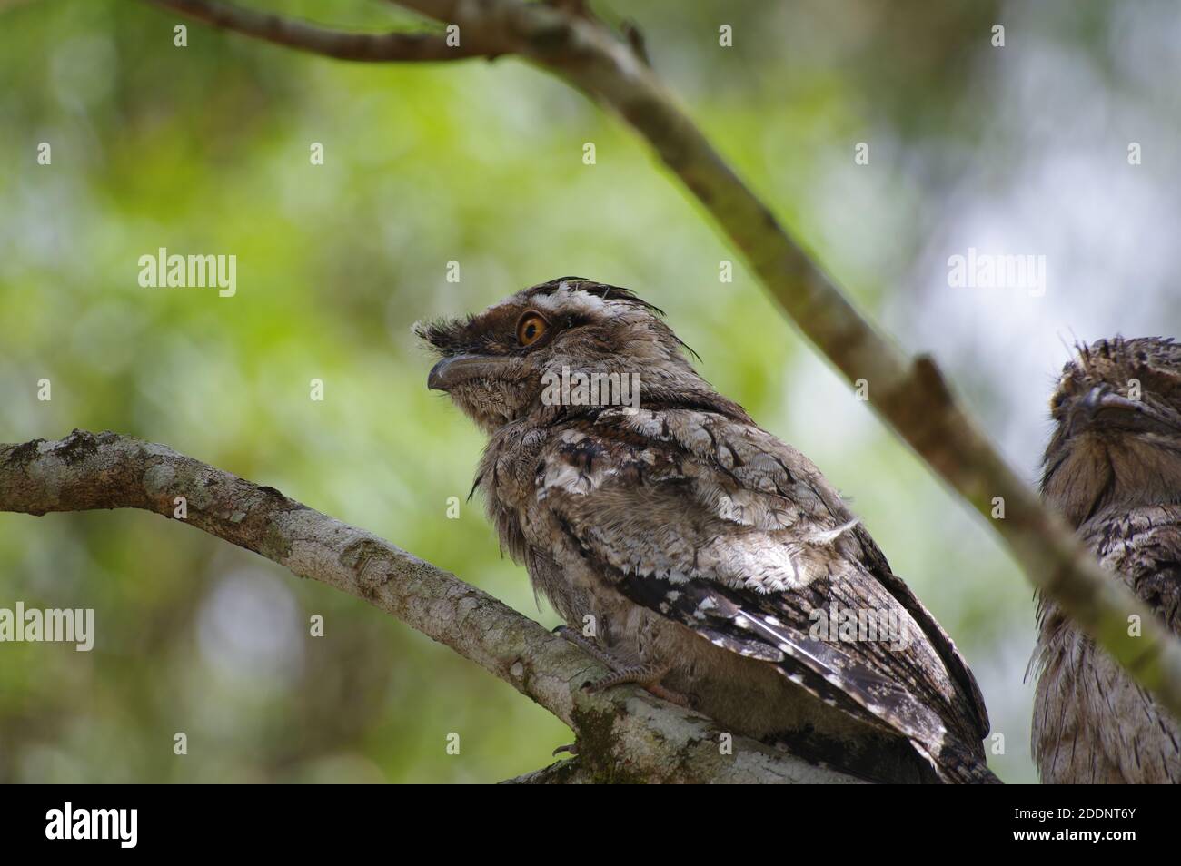 Tawny Frogmouth (Podargus strigoides) perched in lilypilly tree Stock Photo