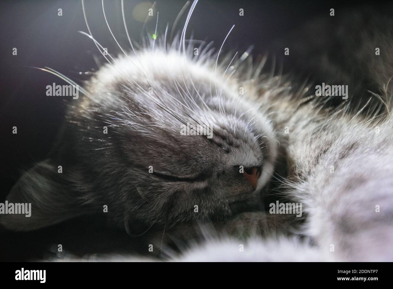 Highlighting whiskers hires stock photography and images Alamy