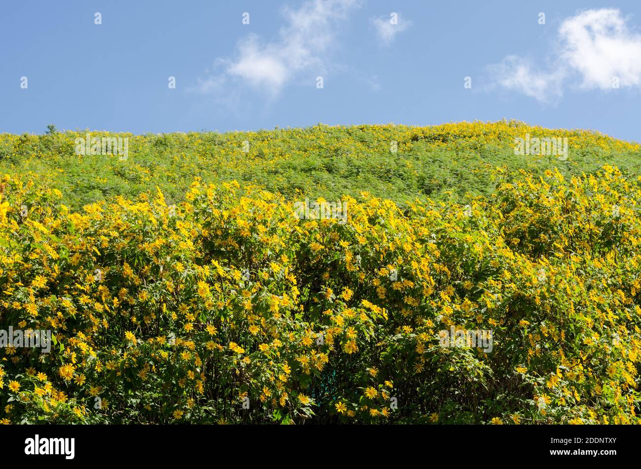The hill of Mexican sunflower or Tung Bua Tong in Thai language at Mae Hong Son Thailand with blue sky Stock Photo