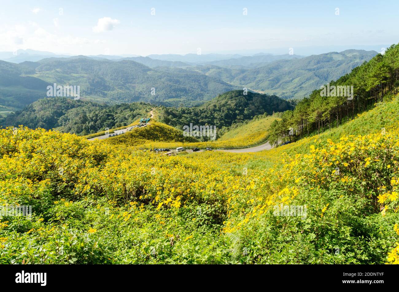 Mexican sunflower or Tung Bua Tong in Thai language at Mae Hong Son