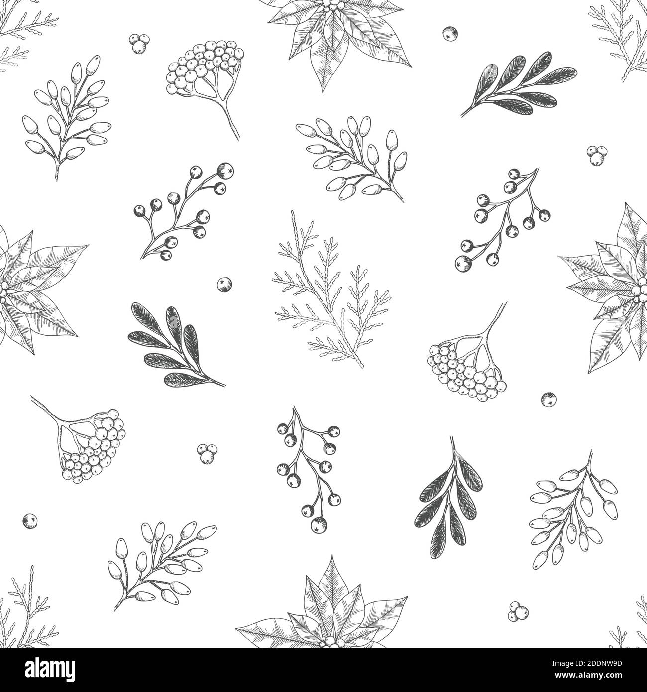 Pine Cone Pine Cones Black And White Stock Photos Images Alamy