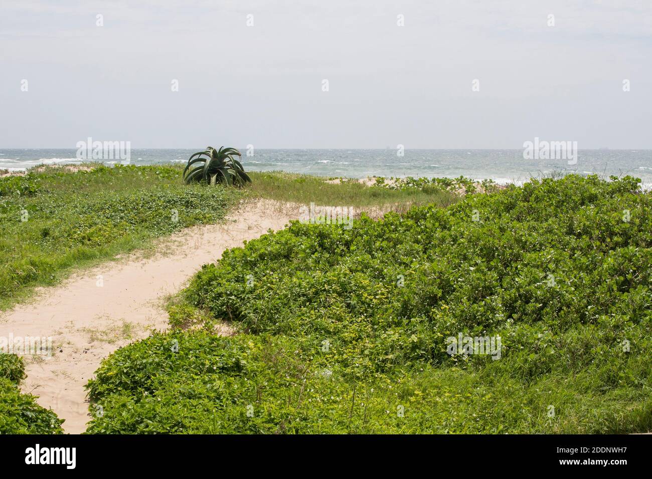 Sandy pathway through vegetation over dunes at beach Stock Photo - Alamy