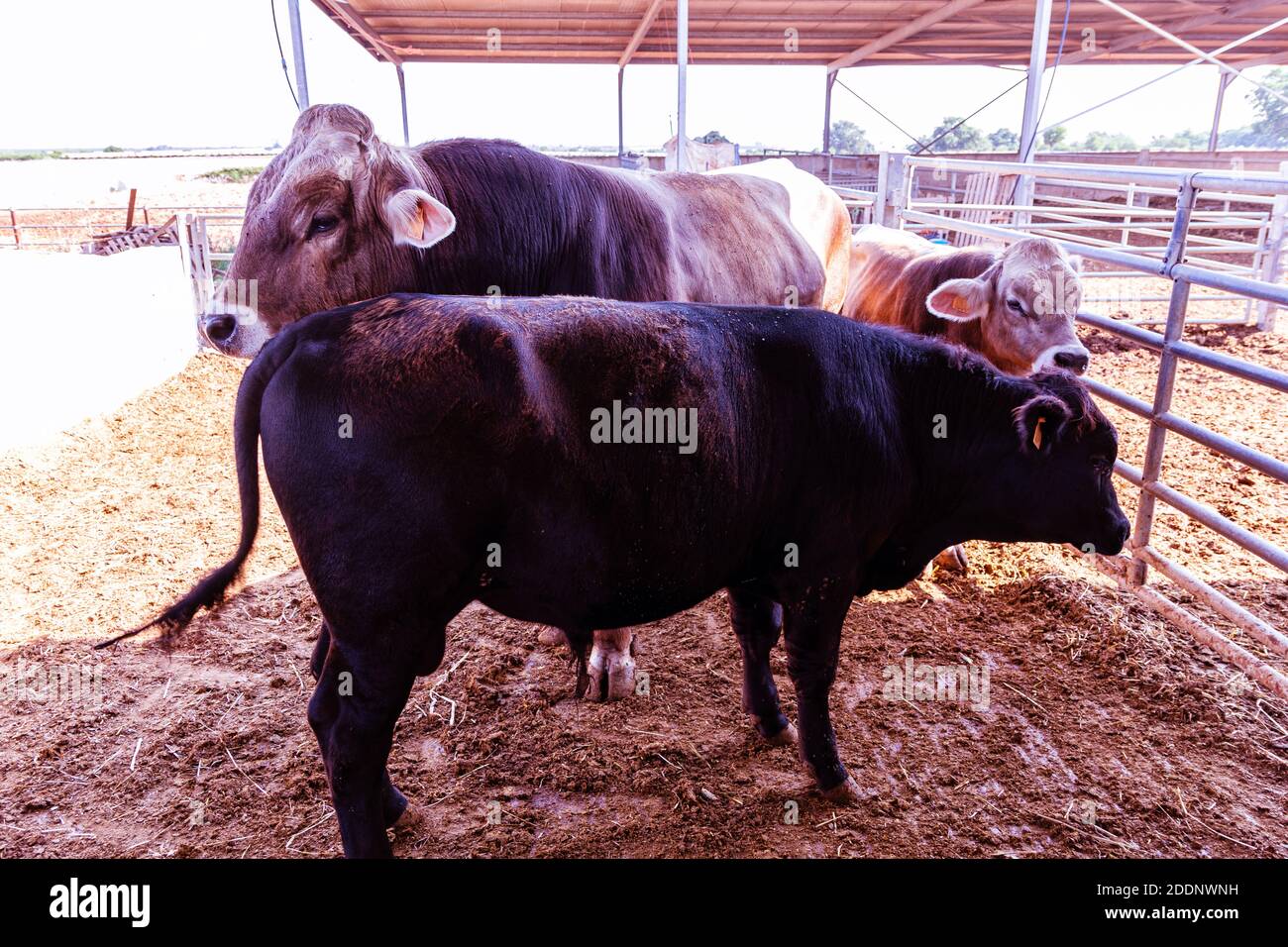 A closeup of bulls in a barn Stock Photo - Alamy