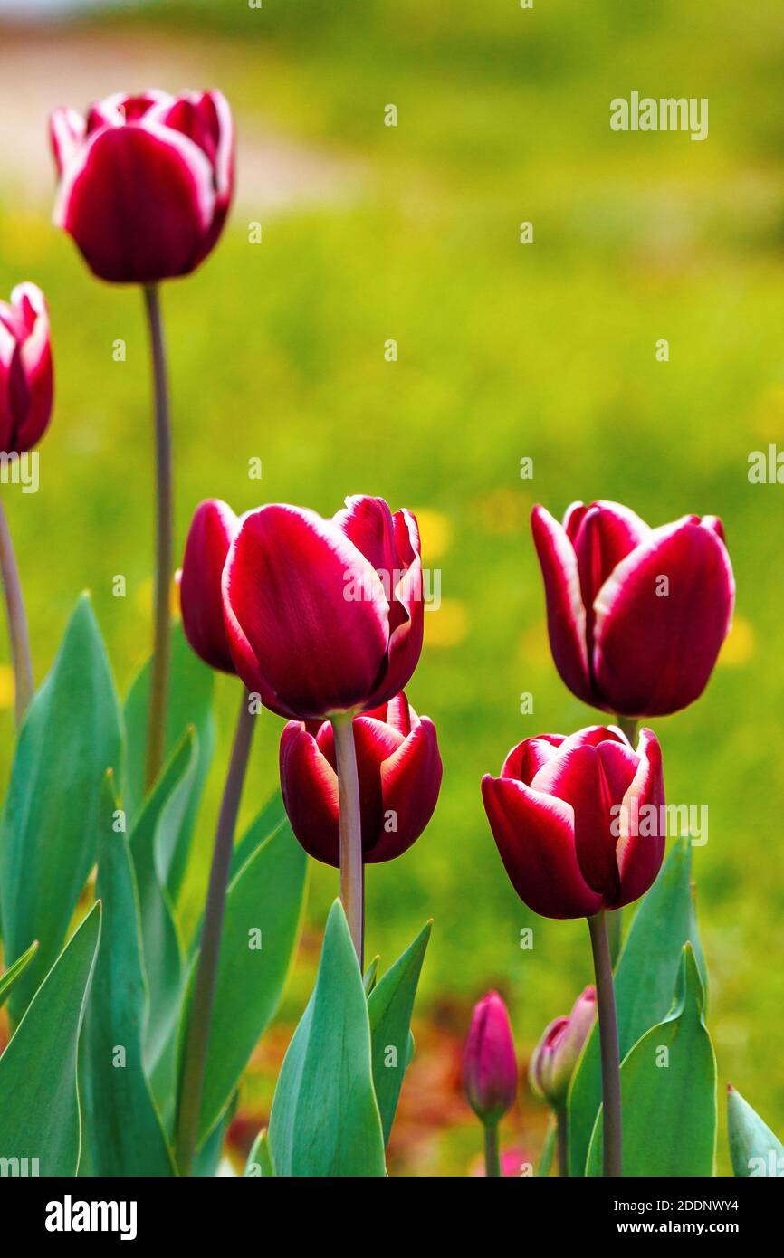 close up of red striped tulips. beautiful nature background in spring. shallow depth of field Stock Photo
