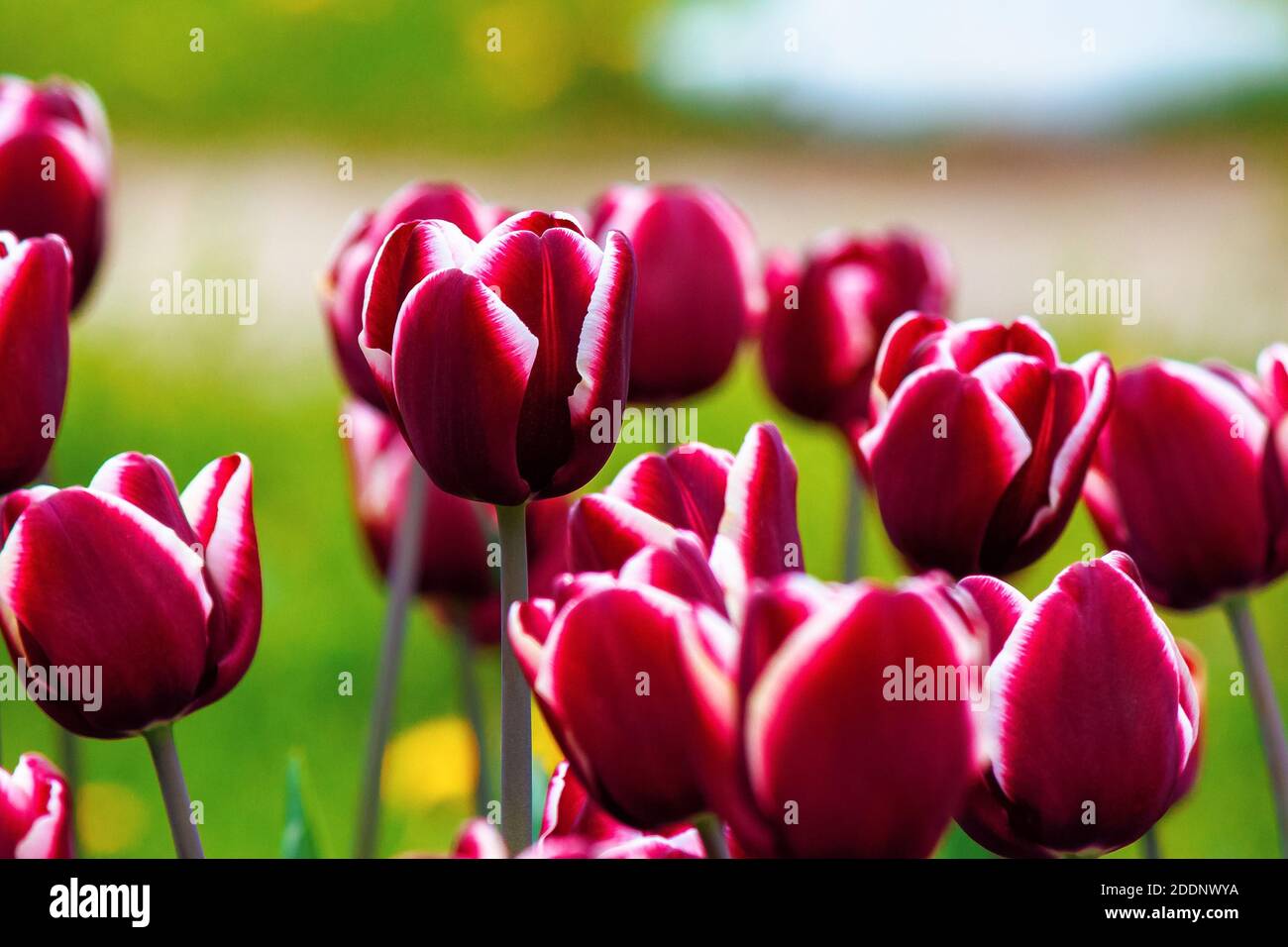 close up of red striped tulips. beautiful nature background in spring. shallow depth of field Stock Photo