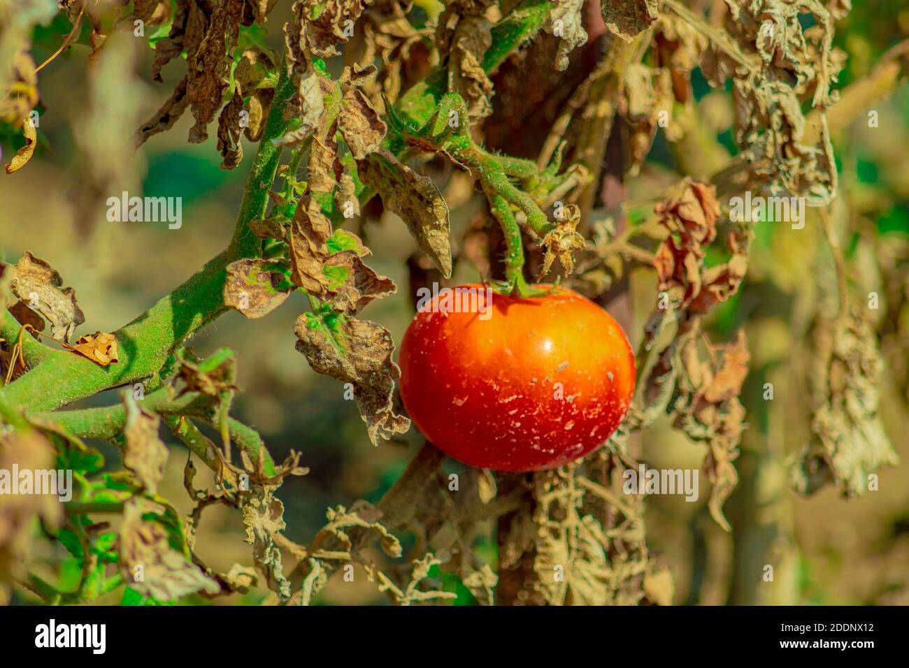 Late season tomatoes hi-res stock photography and images - Alamy