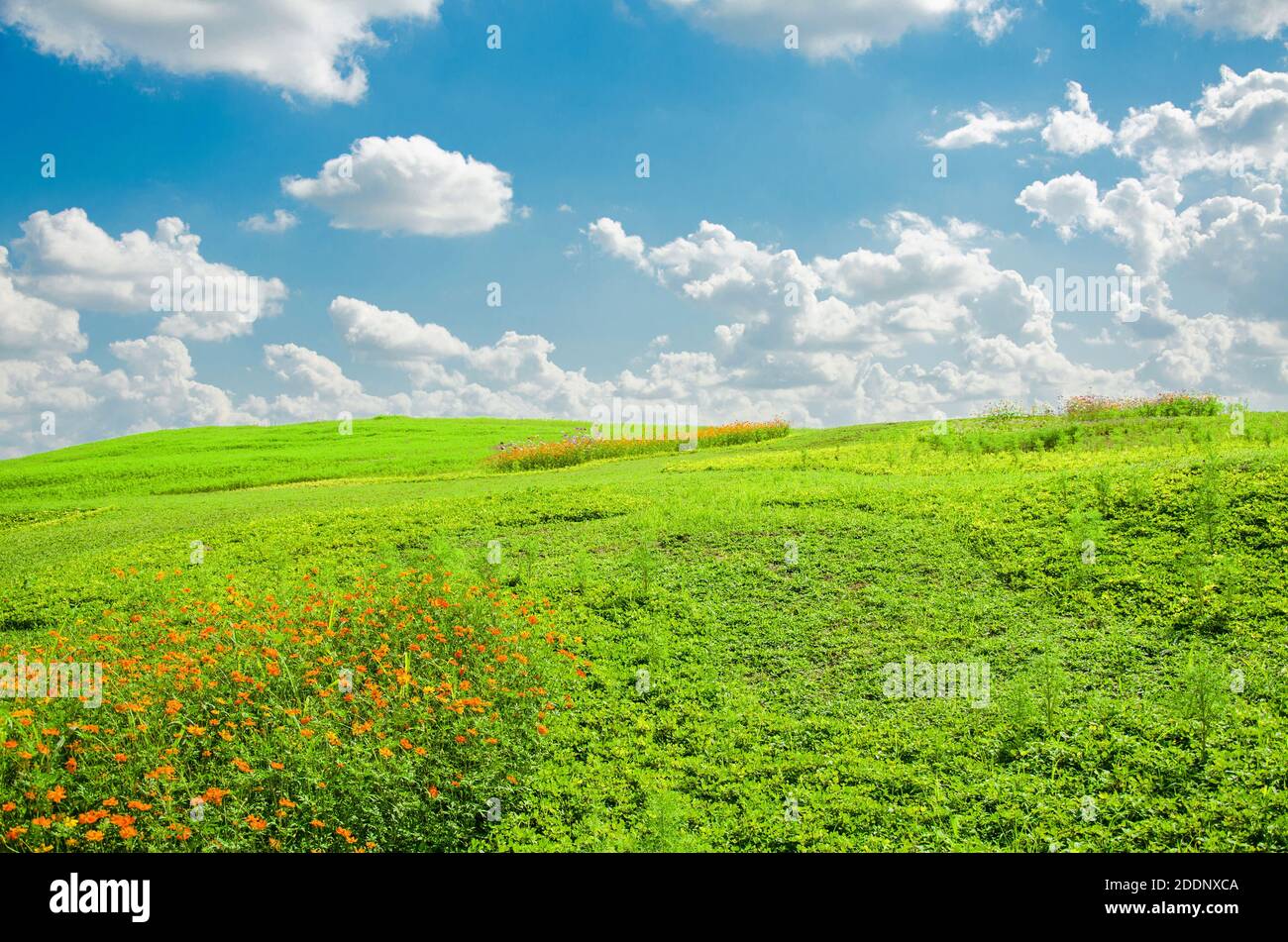 Green Meadow And Cosmos Flower With Cloud Sky In Singha Park Garden green-meadow-and-cosmos-flower-with-cloud-sky-in-singha-park-garden