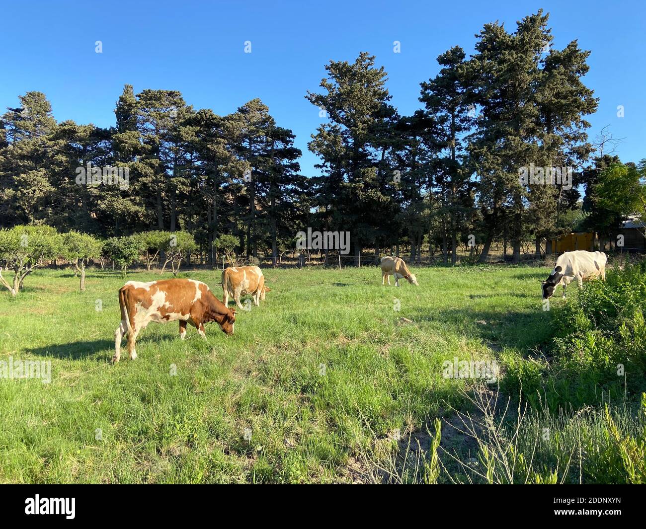 Cows in their natural habitat eating grass. Trees on the background ...