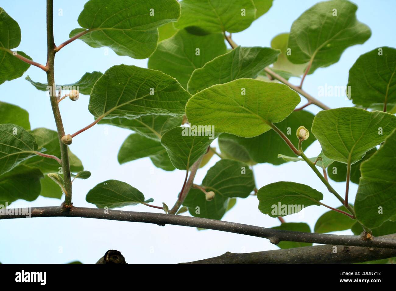 Beautiful healthy bright green leaves of tea plant with sun light and clear blue sky. Buds and burgeons on the arms of the fresh branches. Stock Photo
