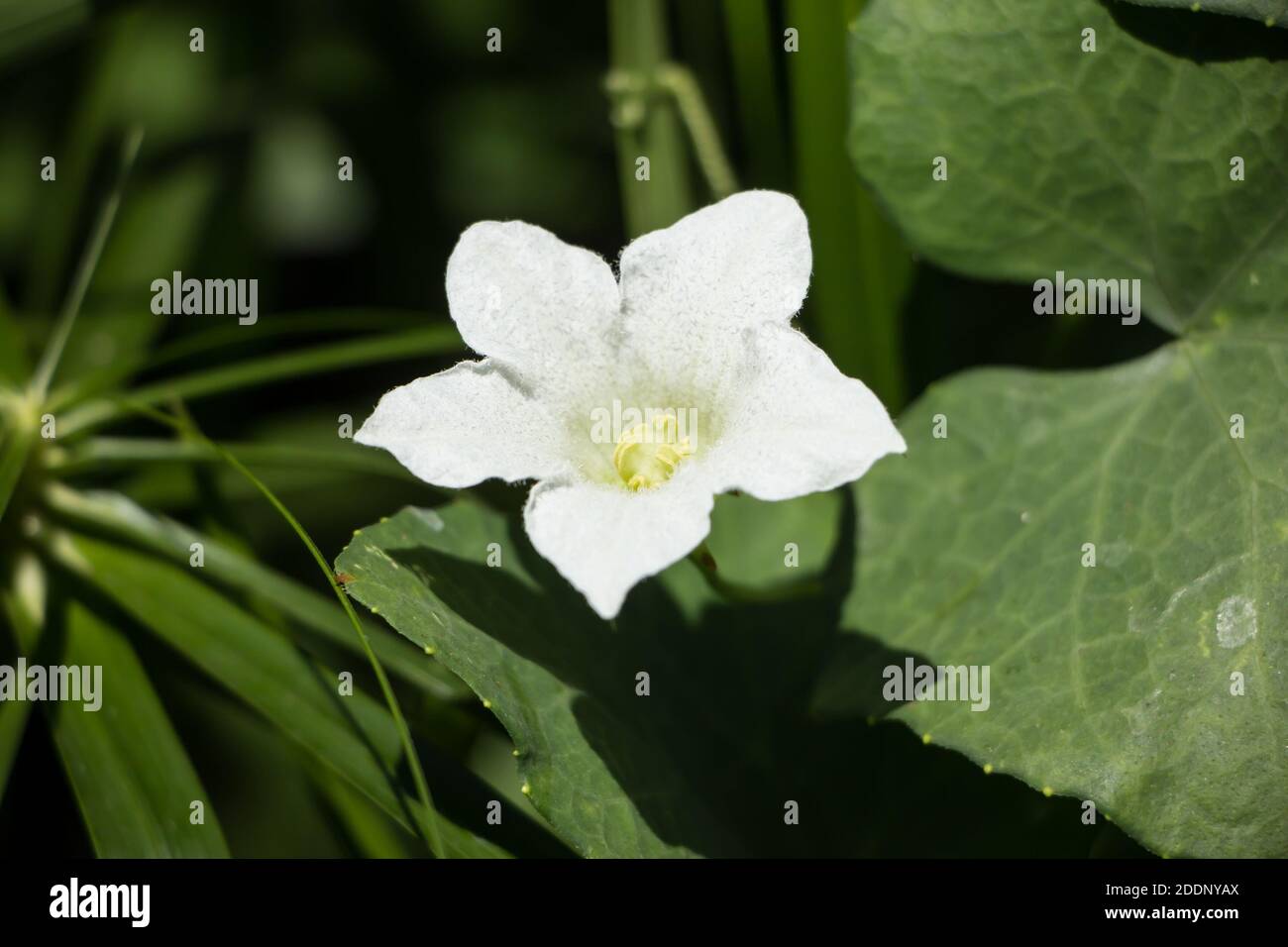 White Flower Ivy Gourd or Coccinia grandis Stock Photo