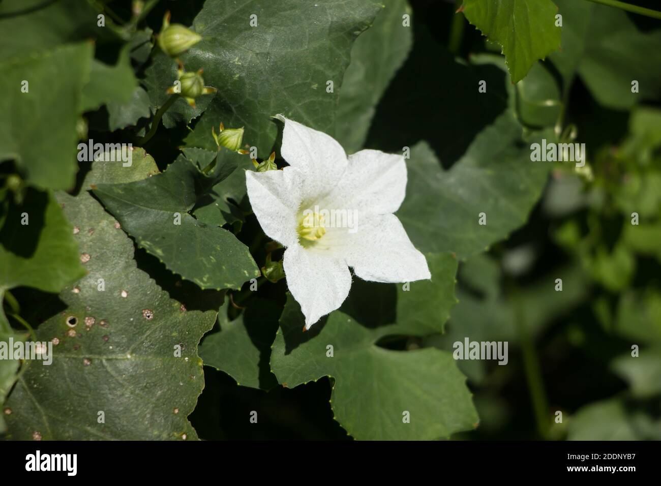 White Flower Ivy Gourd or Coccinia grandis Stock Photo