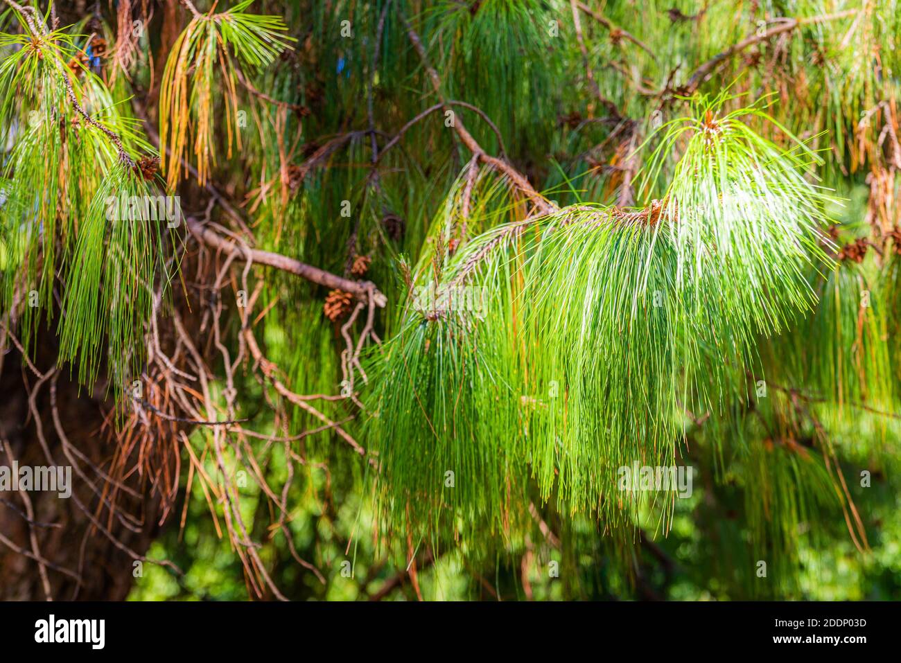 Pinus patula. Pinus strobus pine with a weeping crown. Stock Photo