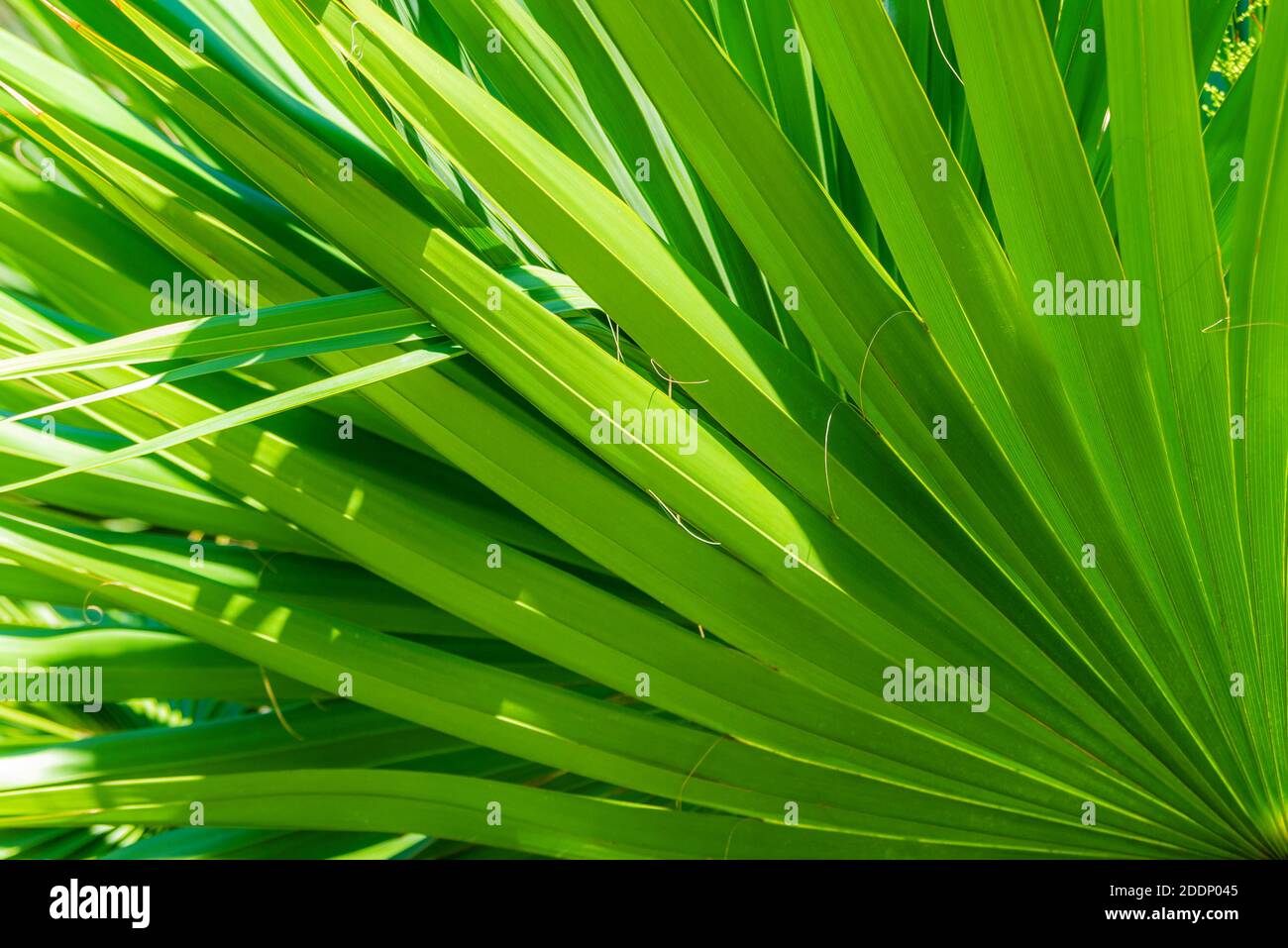 Palm leaves texture decoration resource with shadow. Stock Photo