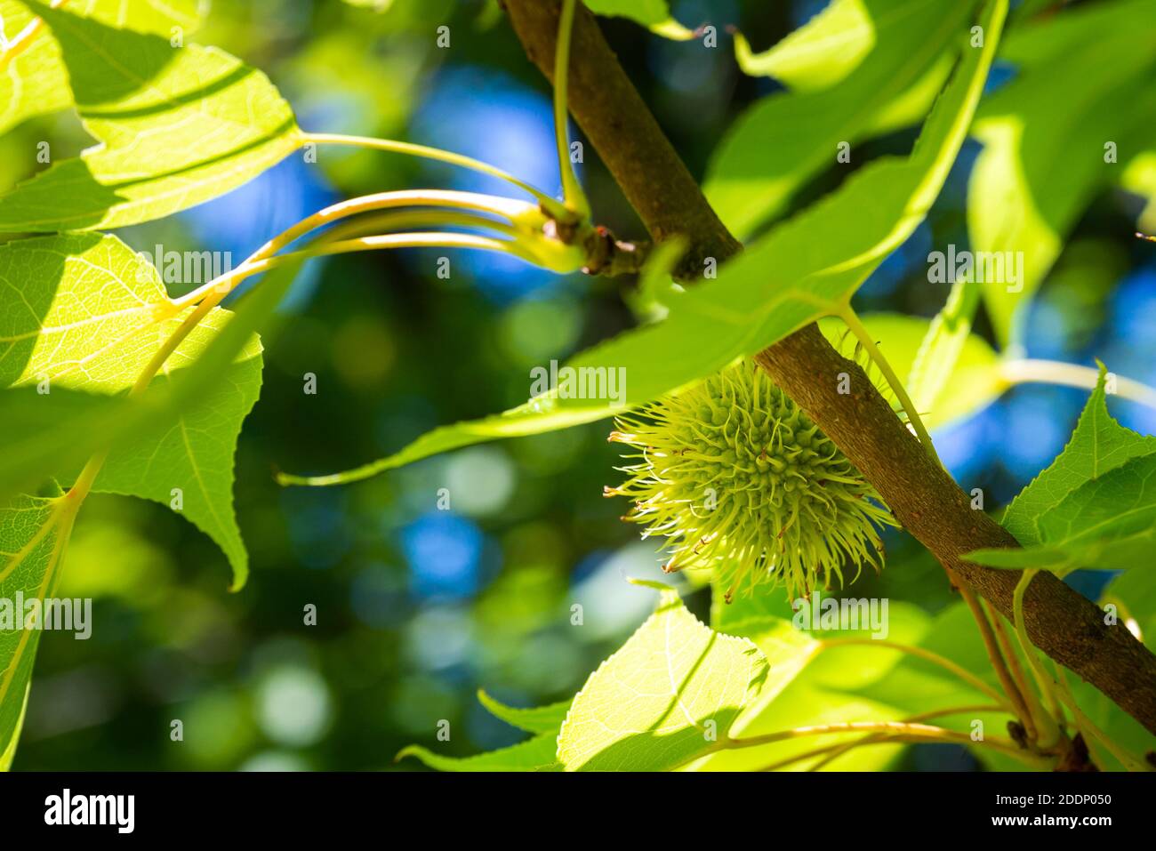 Liquidambar formosana Hance tree in wild nature or garden. Stock Photo