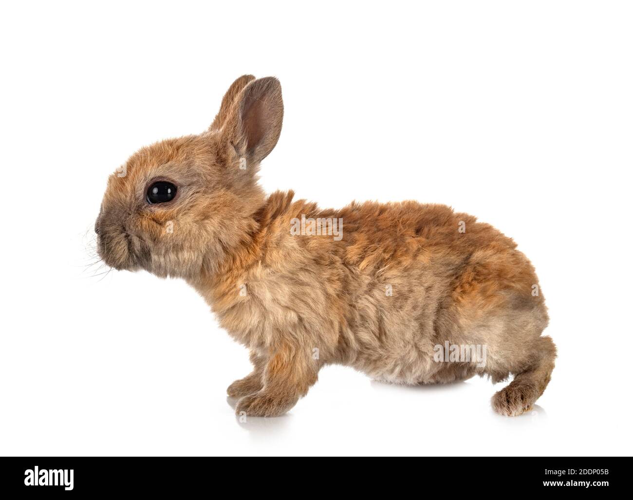 Rex Rabbit Posing Rex rabbit in front of white background Stock Photo - Alamy
