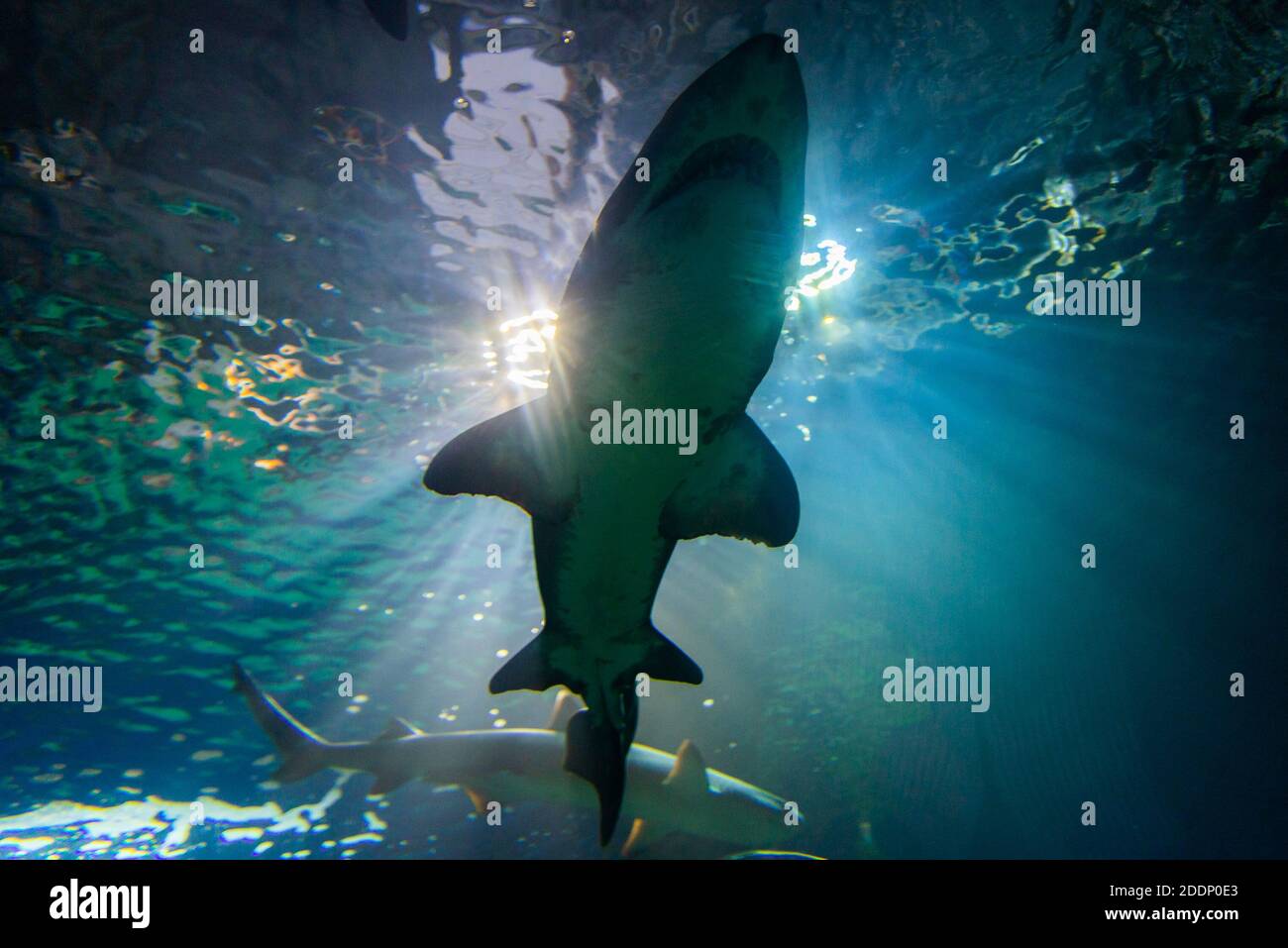Sharks silhouetted against blue sunlight in aquarium like as deep water. Stock Photo