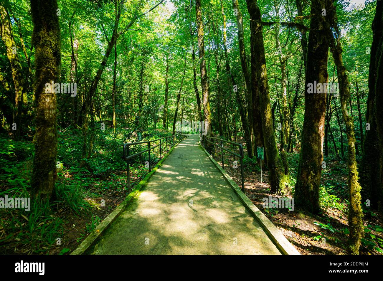 Path Walk Shad Narrow path walk in shadow of trees in a park. Active rest in hiking ...