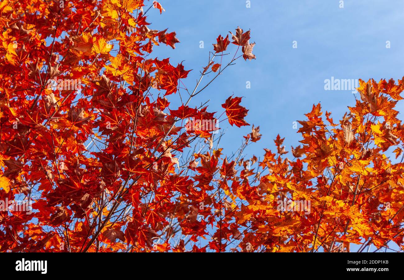 Sugar Maple Tree Color at Ricardo Fletcher blog