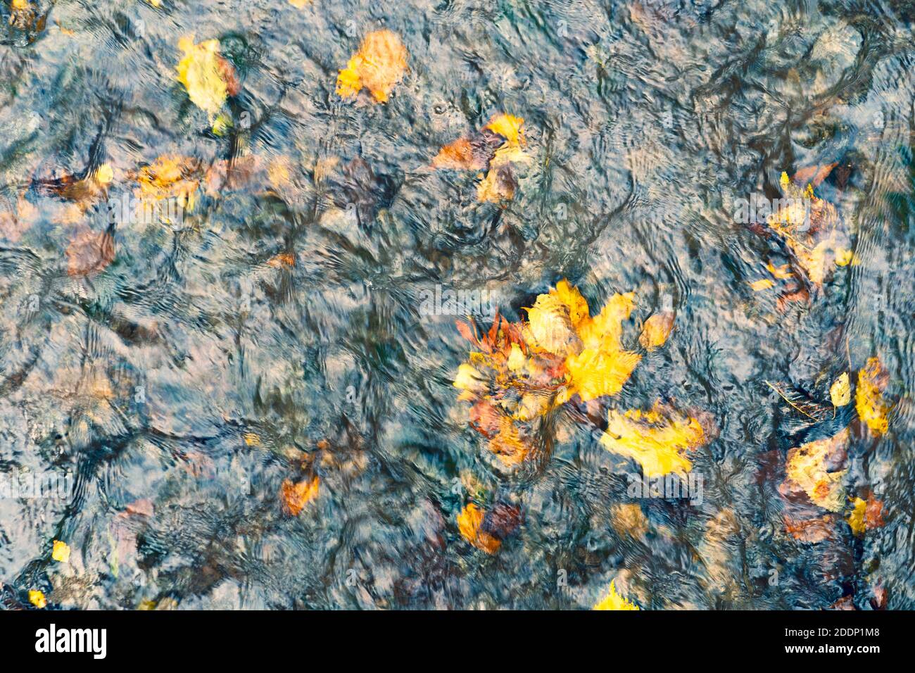 Yellow autumn leaves in water stream Stock Photo