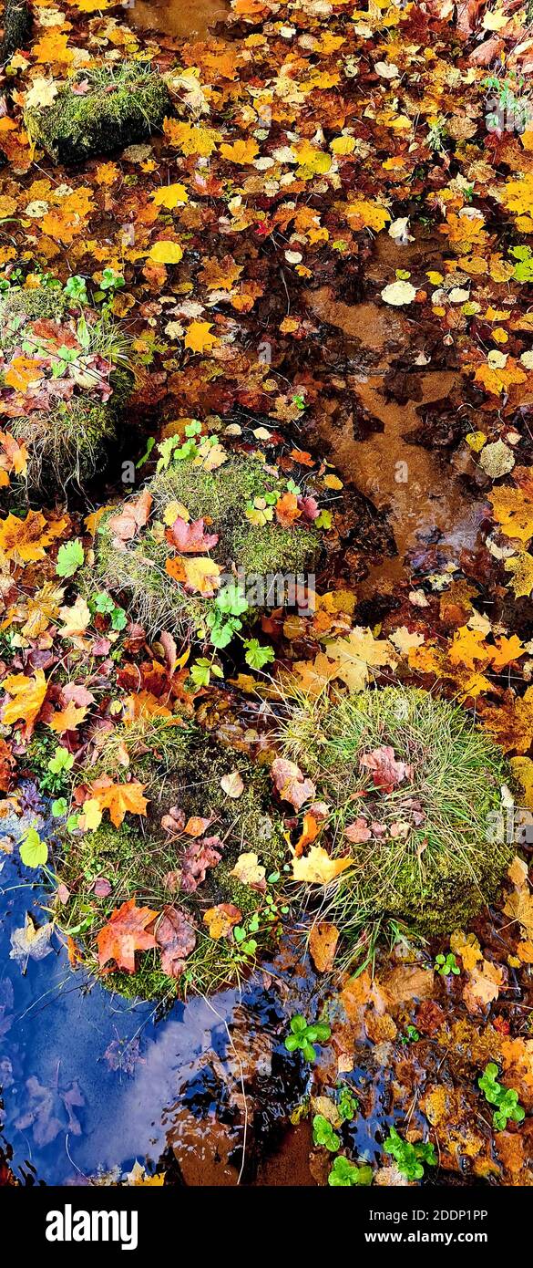 Yellow leaves on the ground by the stream in the forest Stock Photo