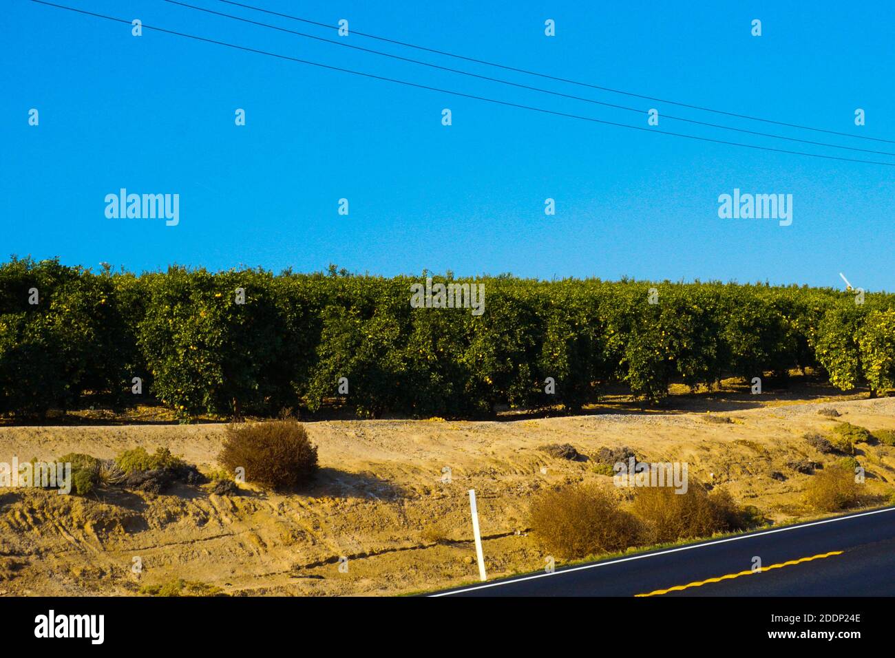 Orange Groves California High Resolution Stock Photography and Images Alamy