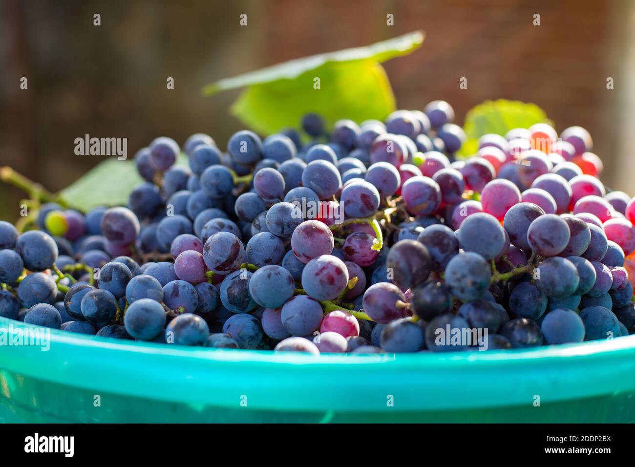 harvest of black ripe Isabella grapes for wine production Stock Photo